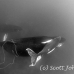 whale_humpback_h_00291_dom3693.jpg